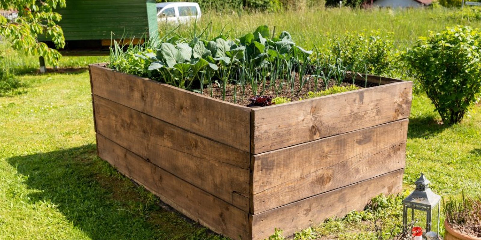 Grünkohl im Hochbeet