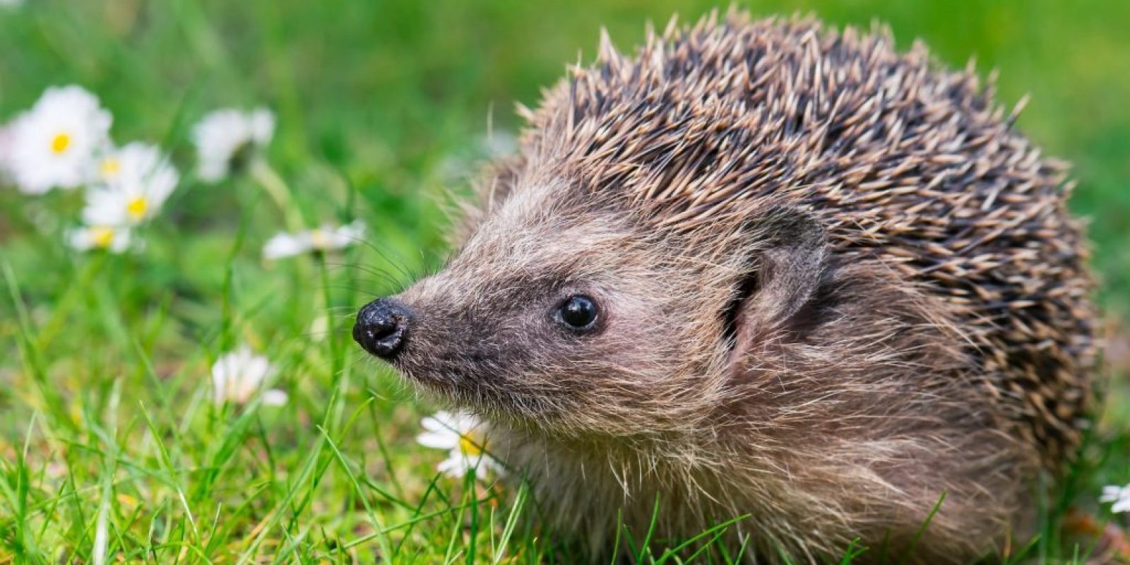 Igel Tier des Jahres 2024