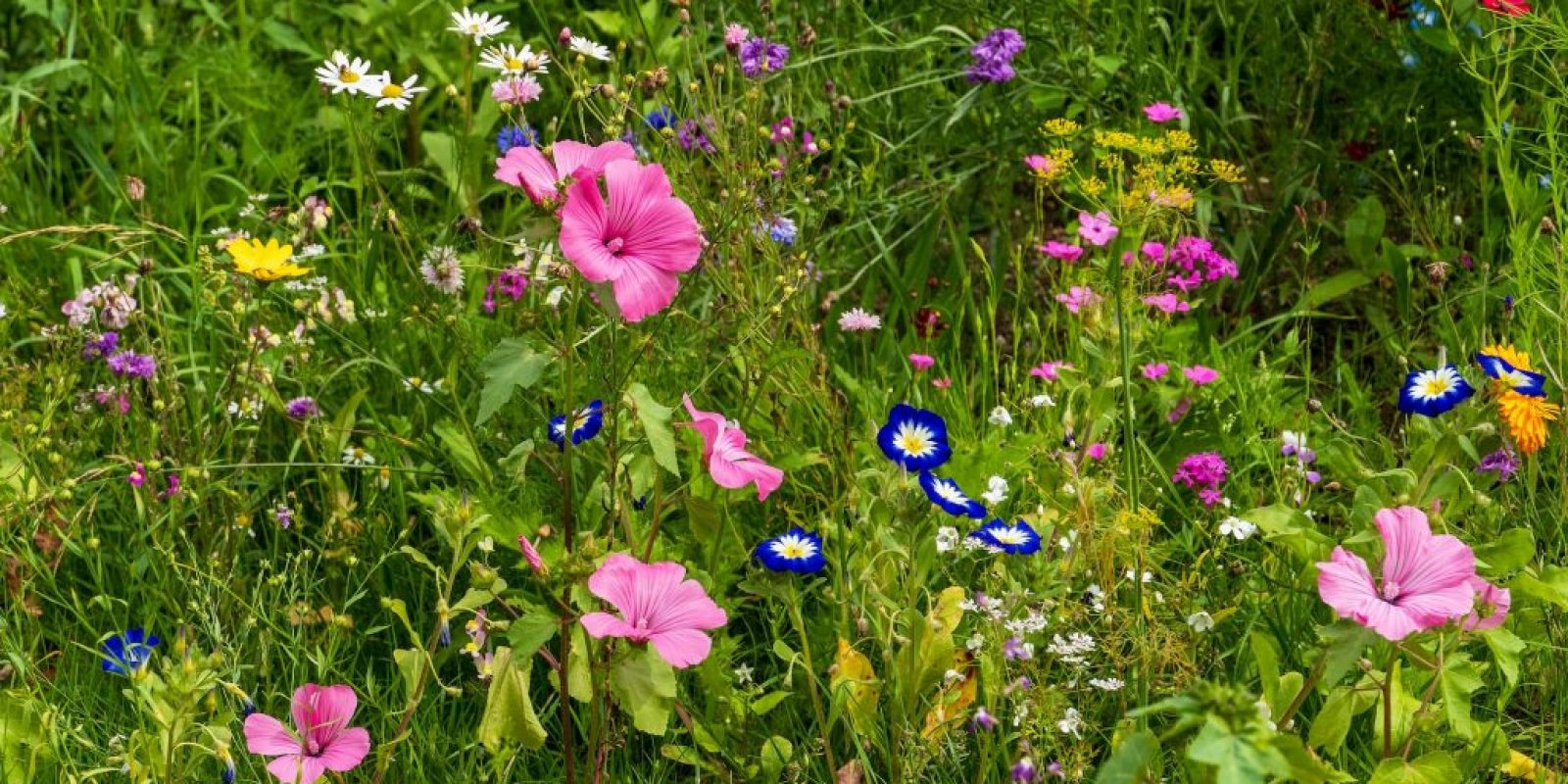 Artenreichtum im Garten