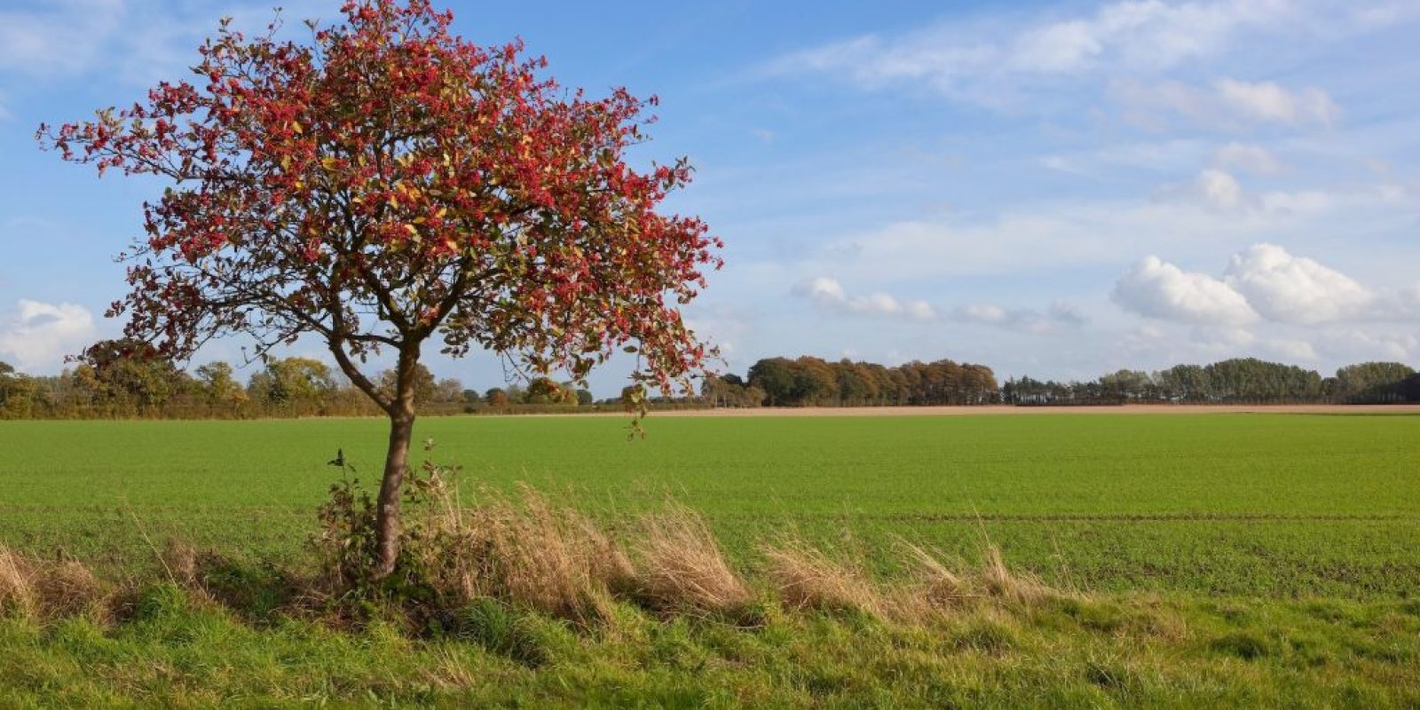 Baum des Jahres 2024