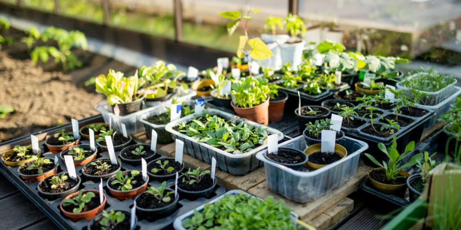 Februar Gartenarbeit