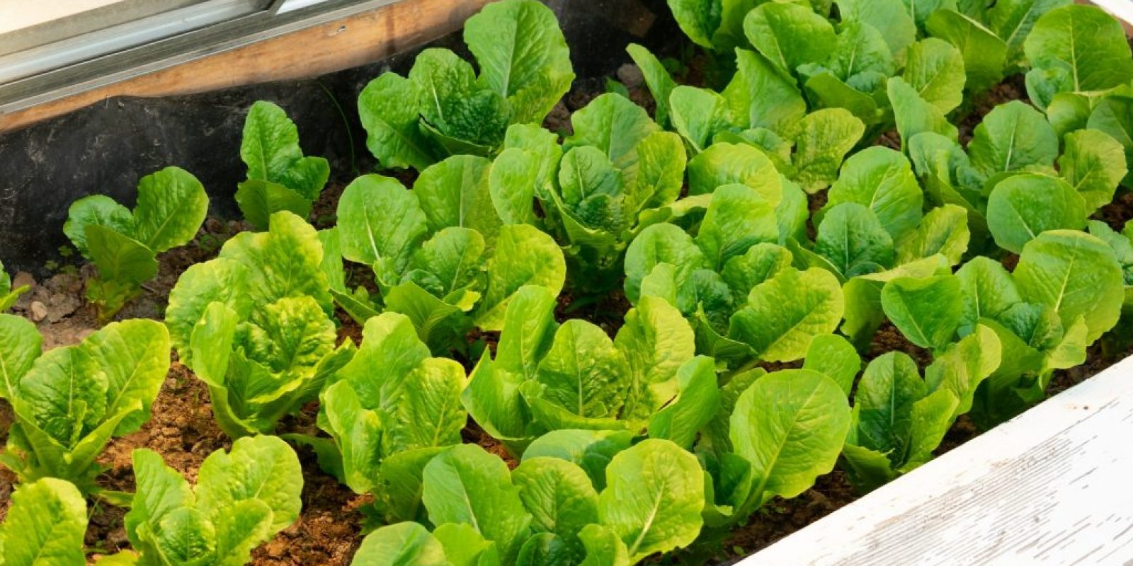 Frühbeet selber bauen