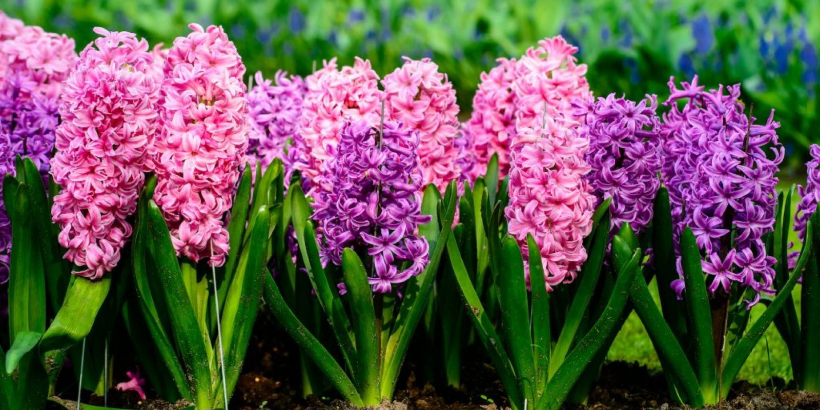 Giftige Frühblüher