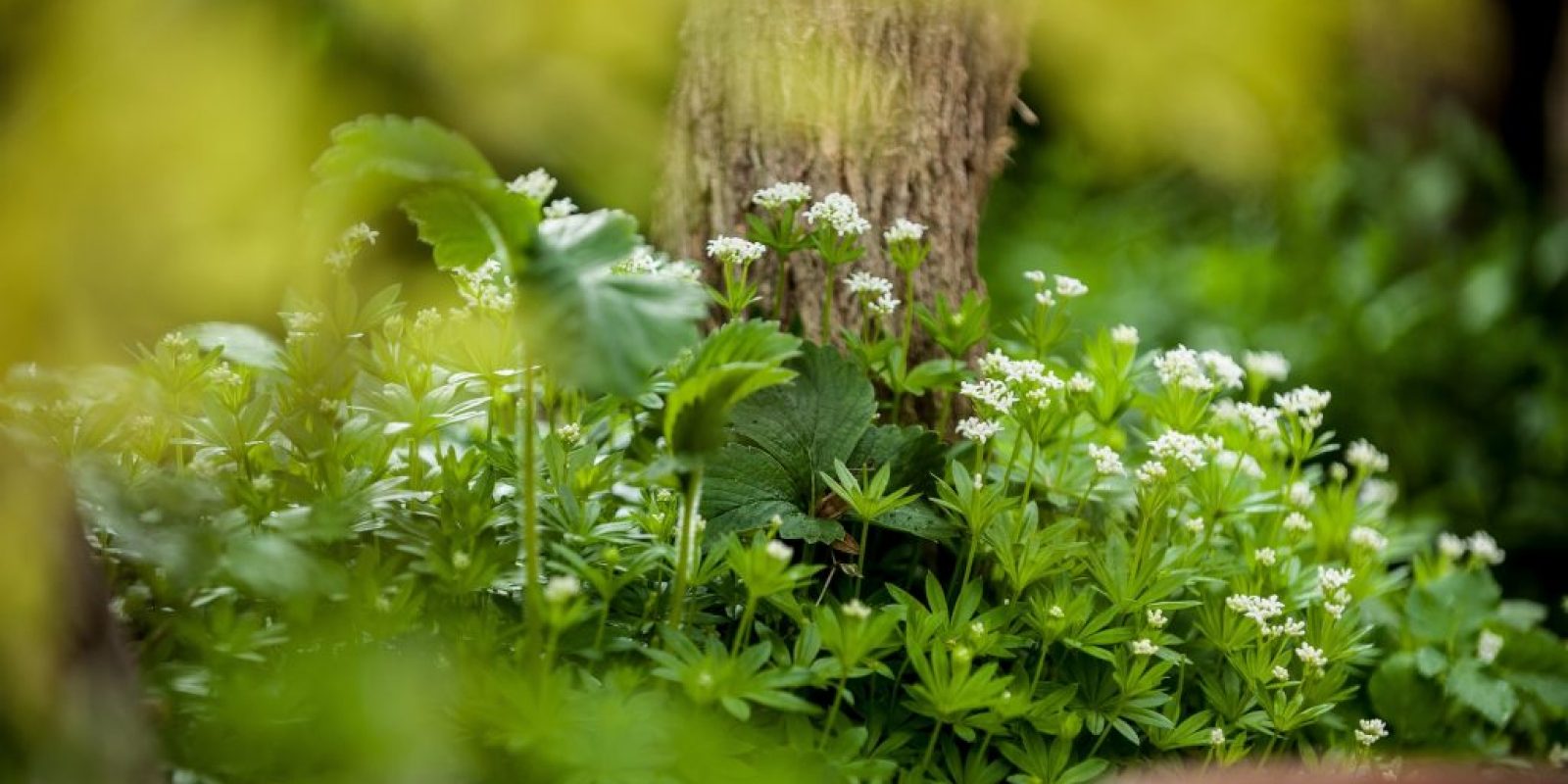 Waldmeister anpflanzen