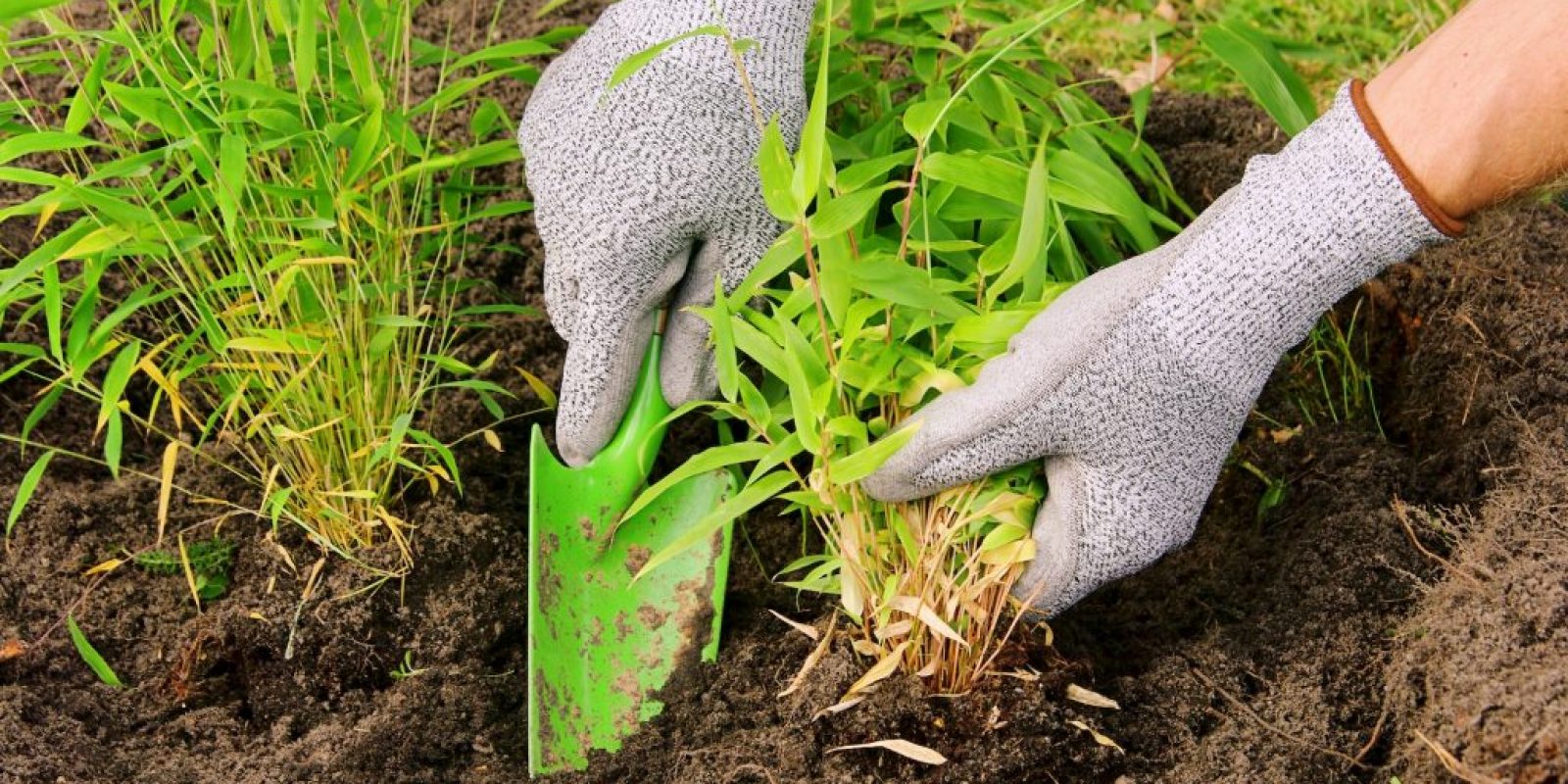 Die Top 5 der schnell wachsenden Sträucher für deinen Garten