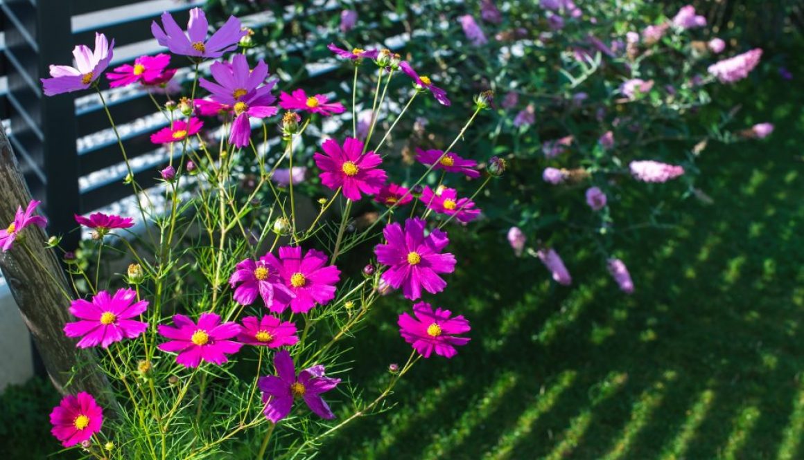 Frühjahrspflanzung im Schatten