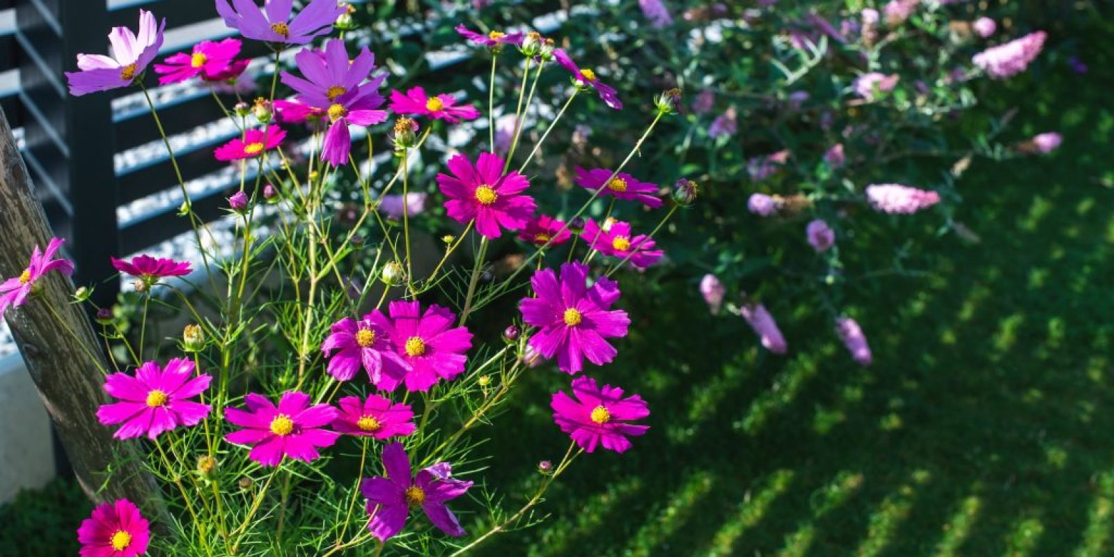 Frühjahrspflanzung im Schatten