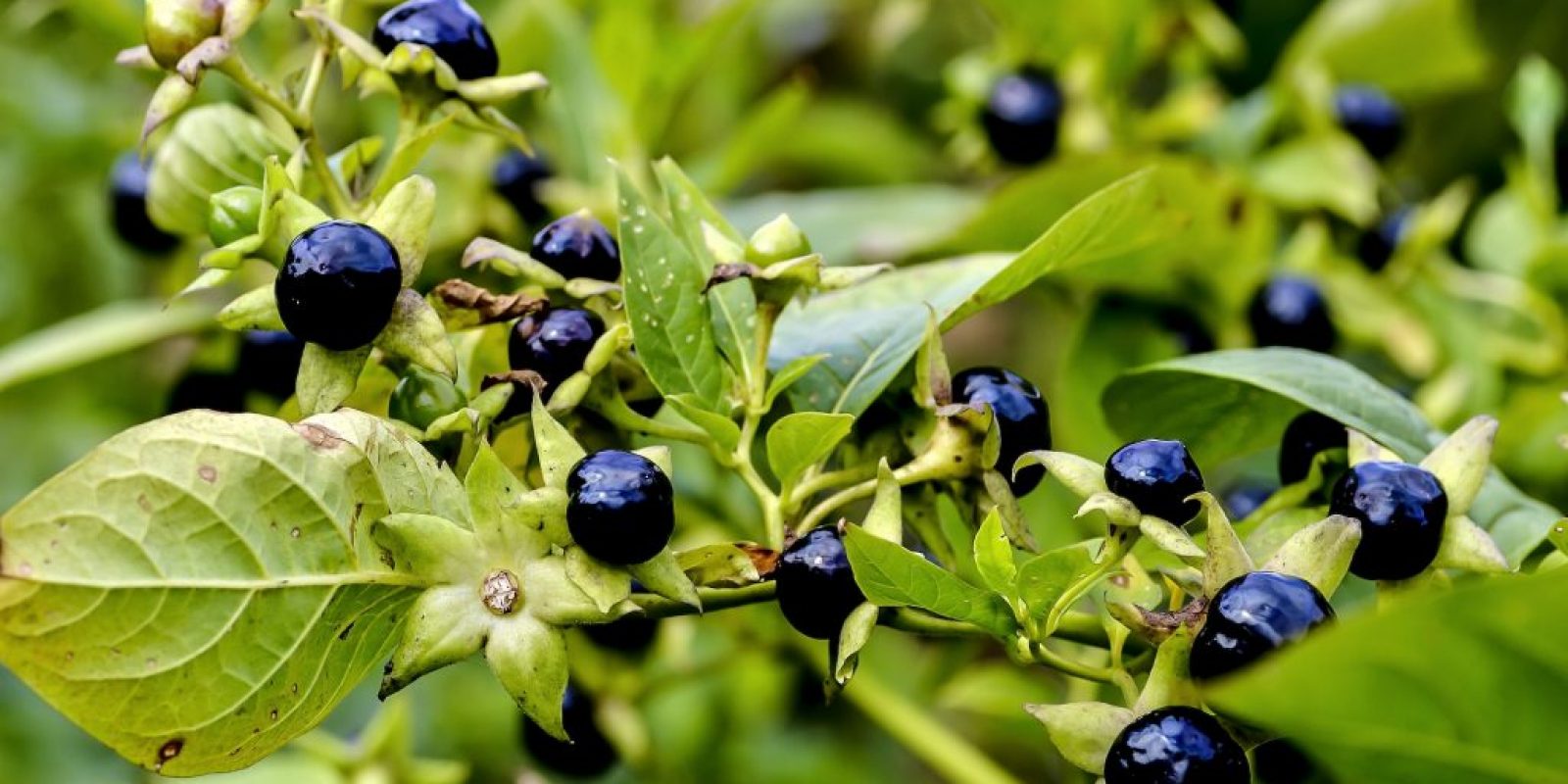 Giftpflanzen im Garten Leitfaden
