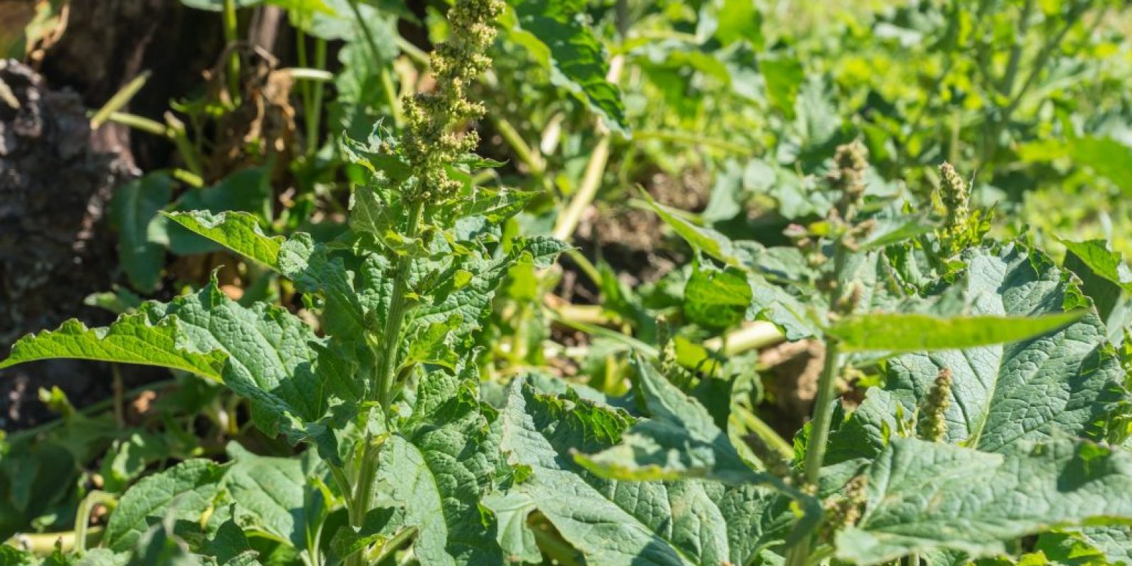 Guter Heinrich Gemüse