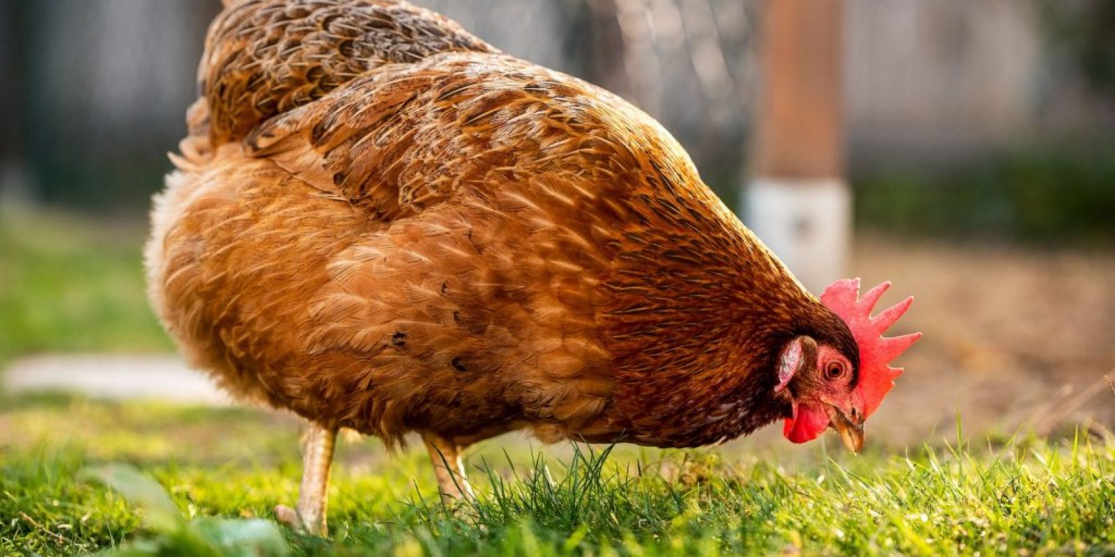 Hühnerauslauf bepflanzen