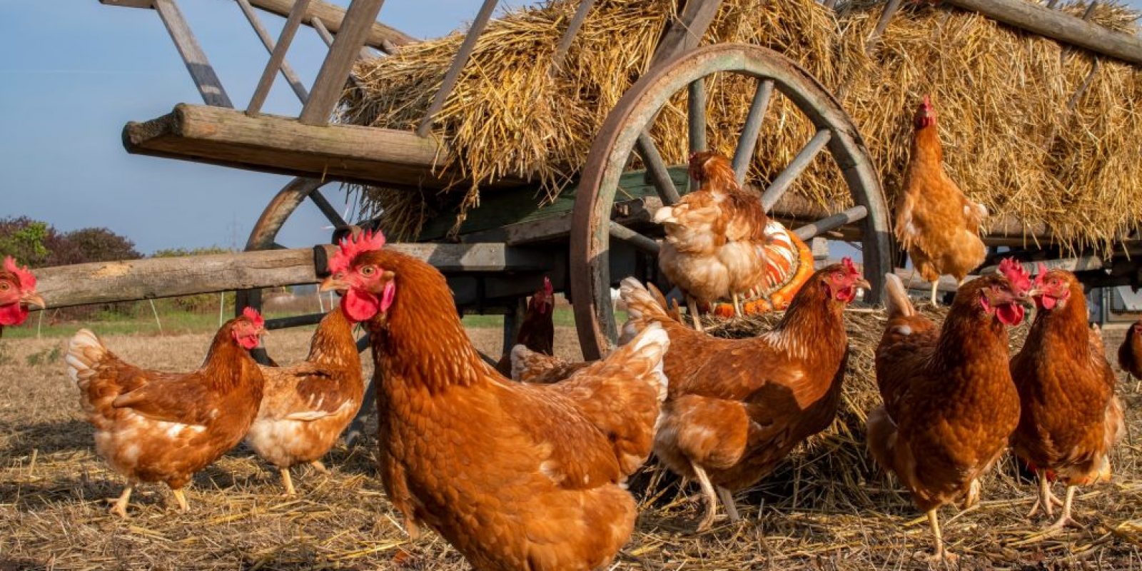 Hühnergehege anlegen