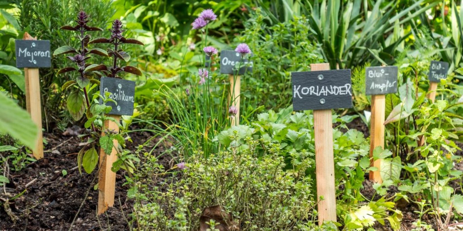 Kräutergarten anlegen