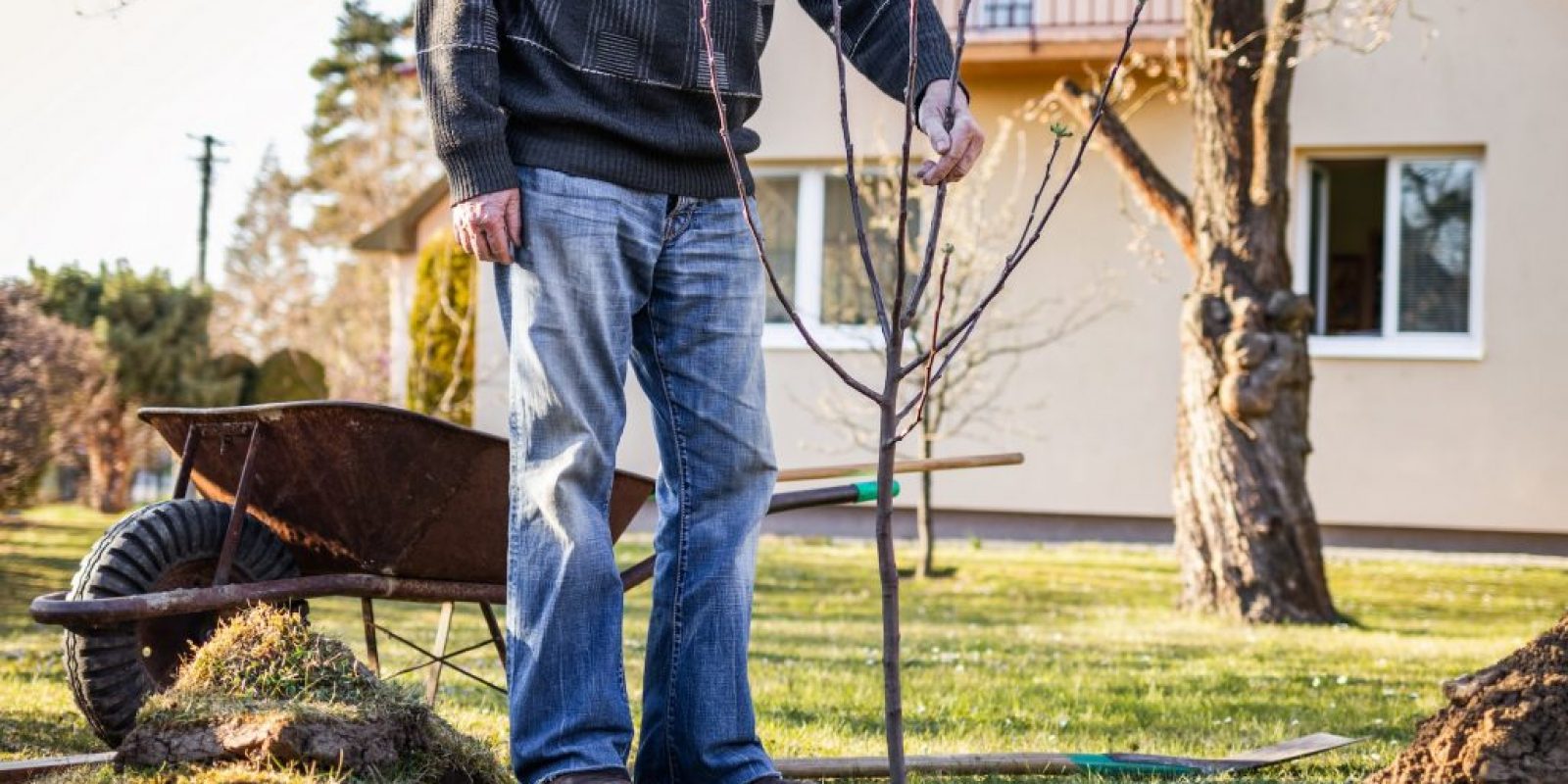 Obstbäume im März pflanzen