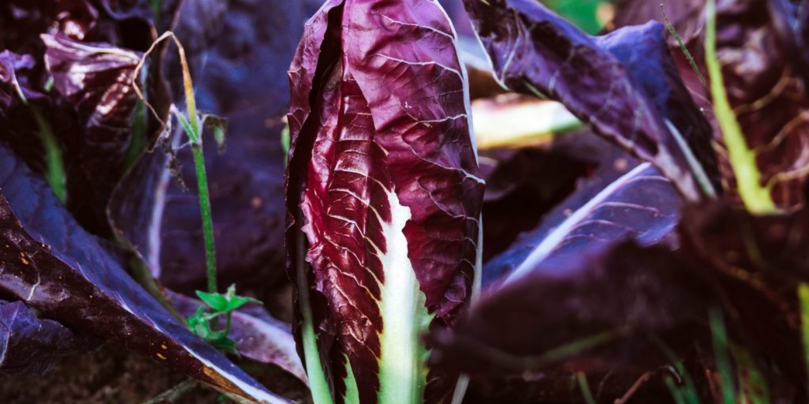 Radicchio