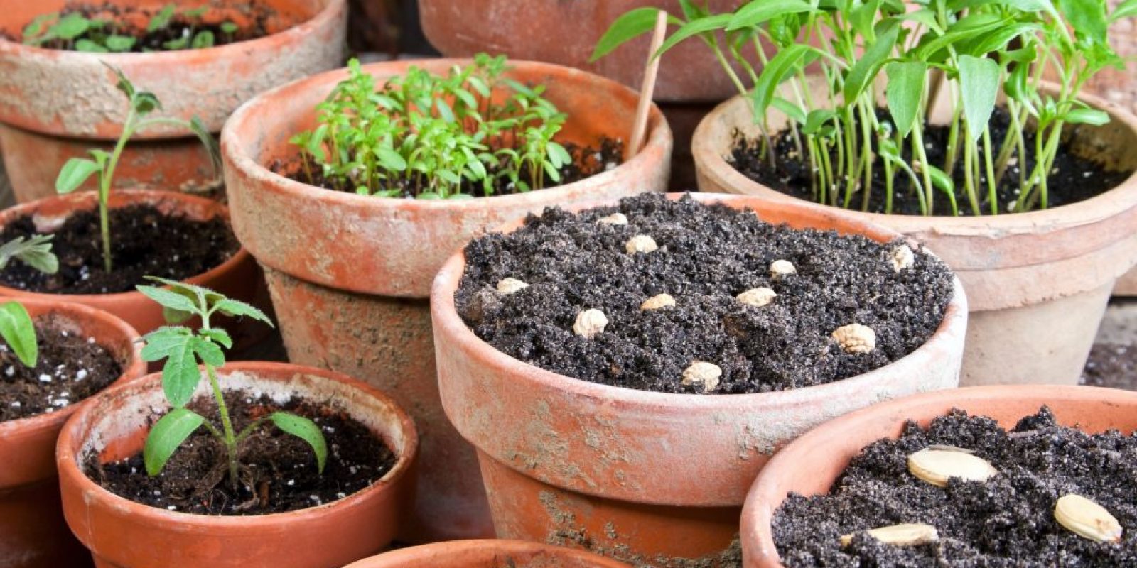 Saatgutvielfalt erhalten