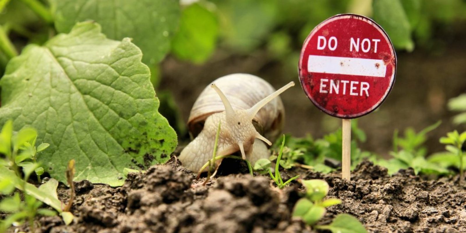 Schnecken Schutz