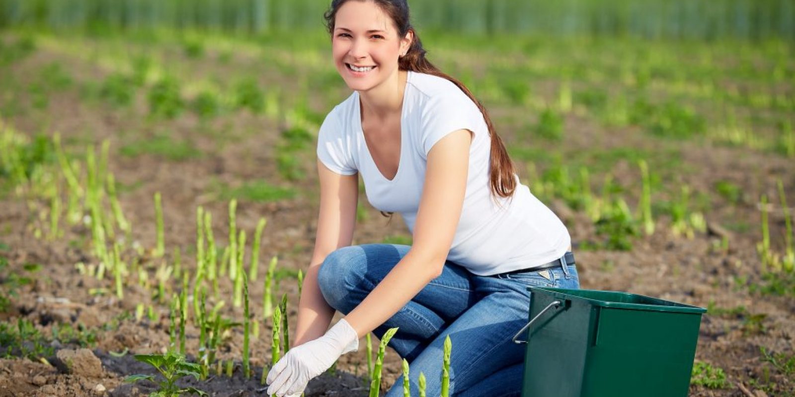 Selber Spargel anbauen