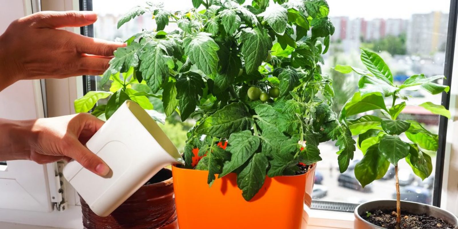Tomaten auf der Fensterbank