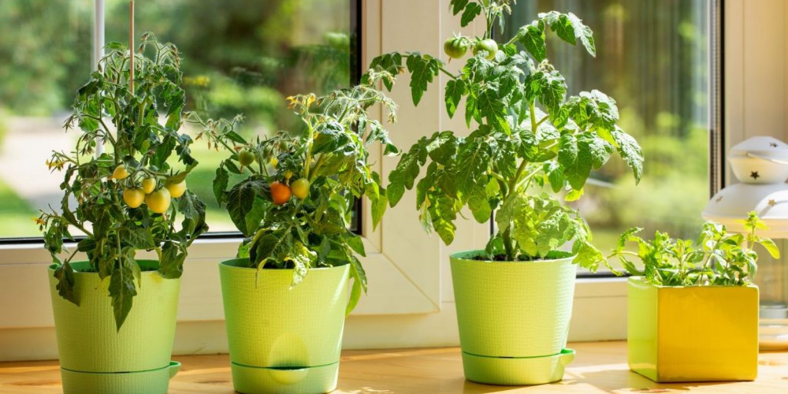 Welche Tomaten im Topf auf der Fensterbank