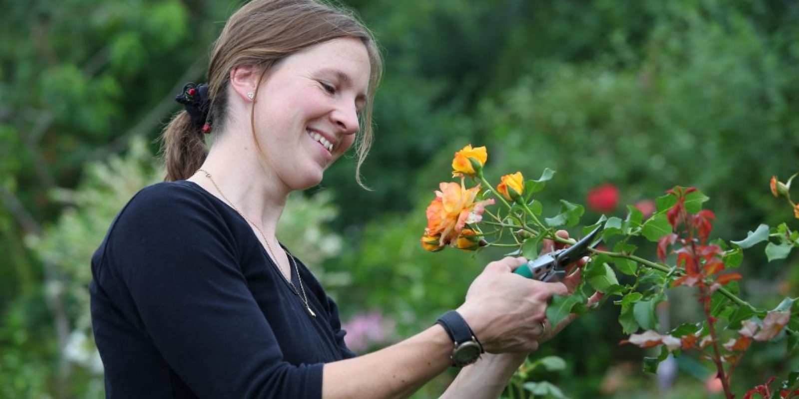 Wie schneide ich Rosen im März richtig zurück?