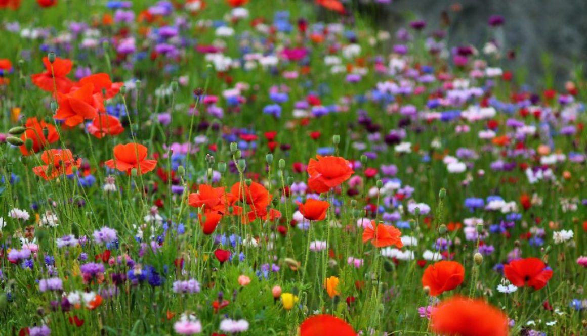 Wildblumenwiese anlegen