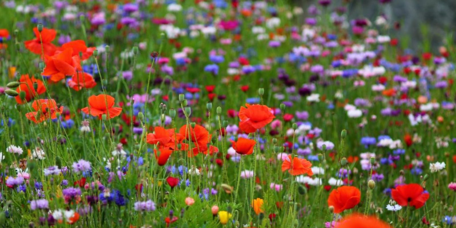 Wildblumenwiese anlegen