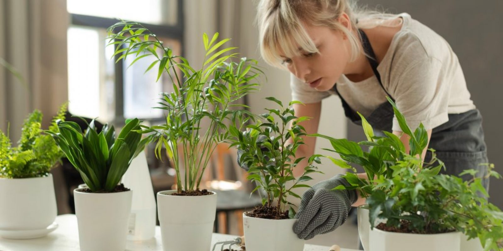 Zimmerpflanzen im März