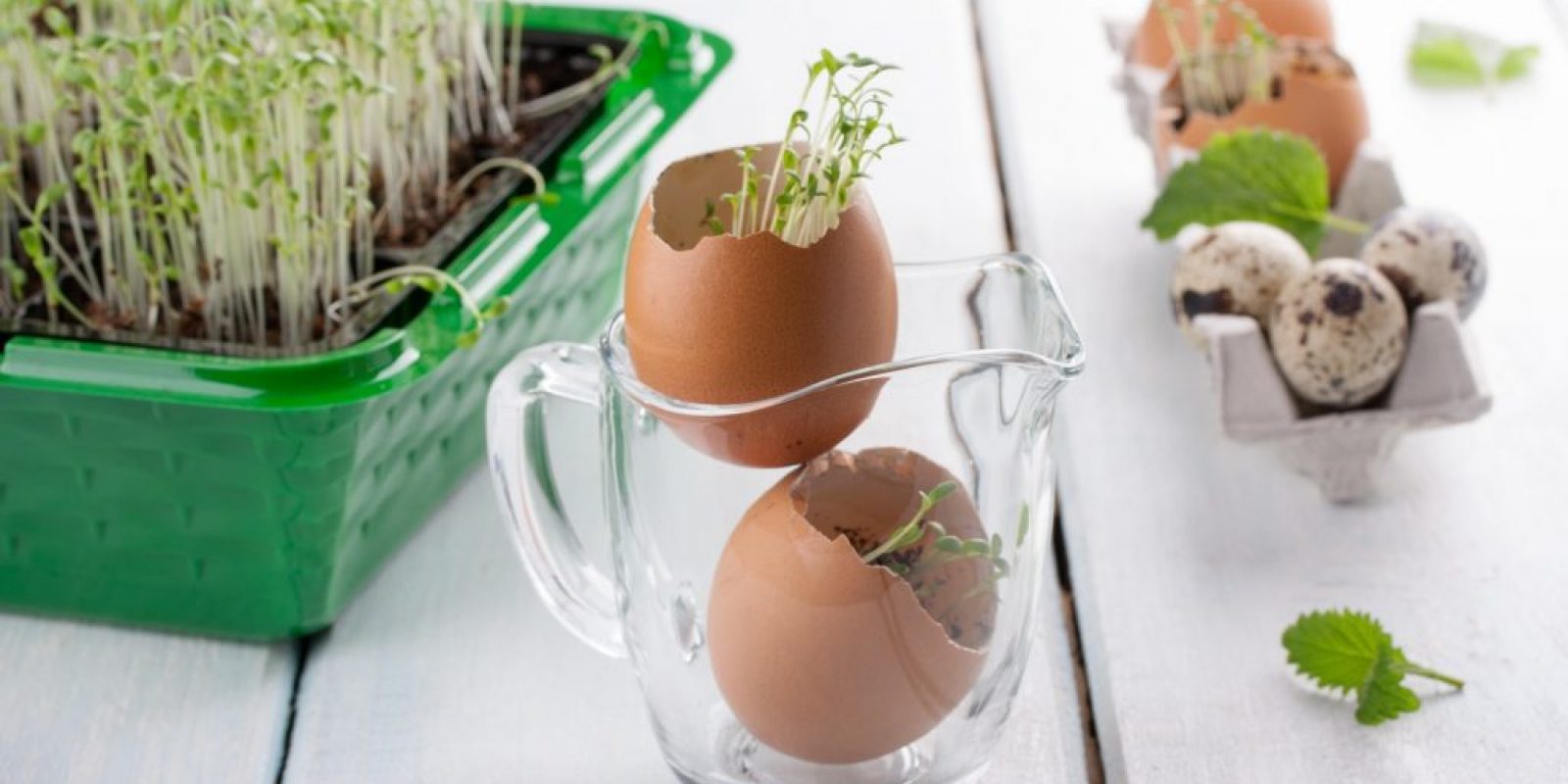 Brunnenkresse anbauen