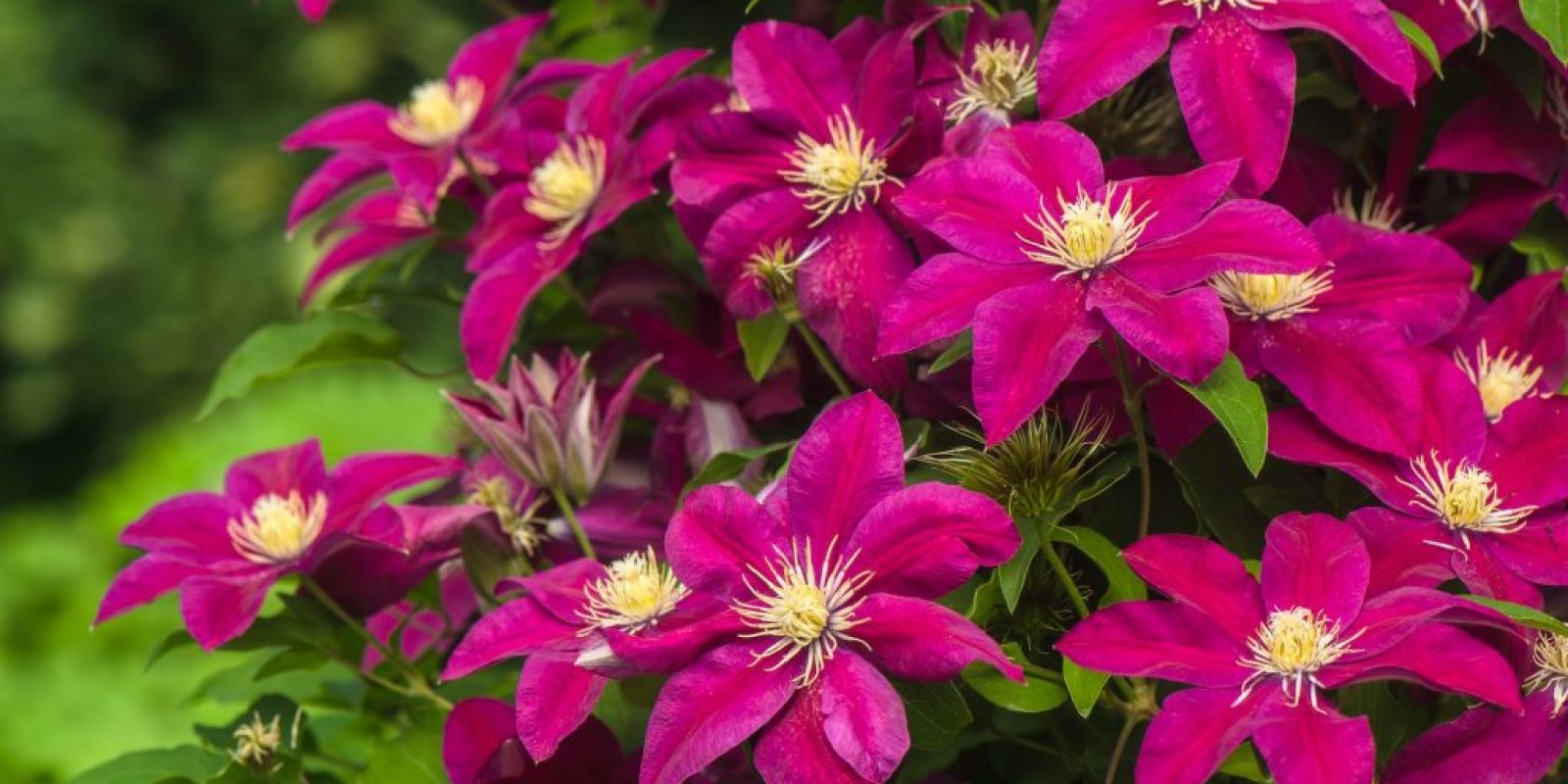 Clematis