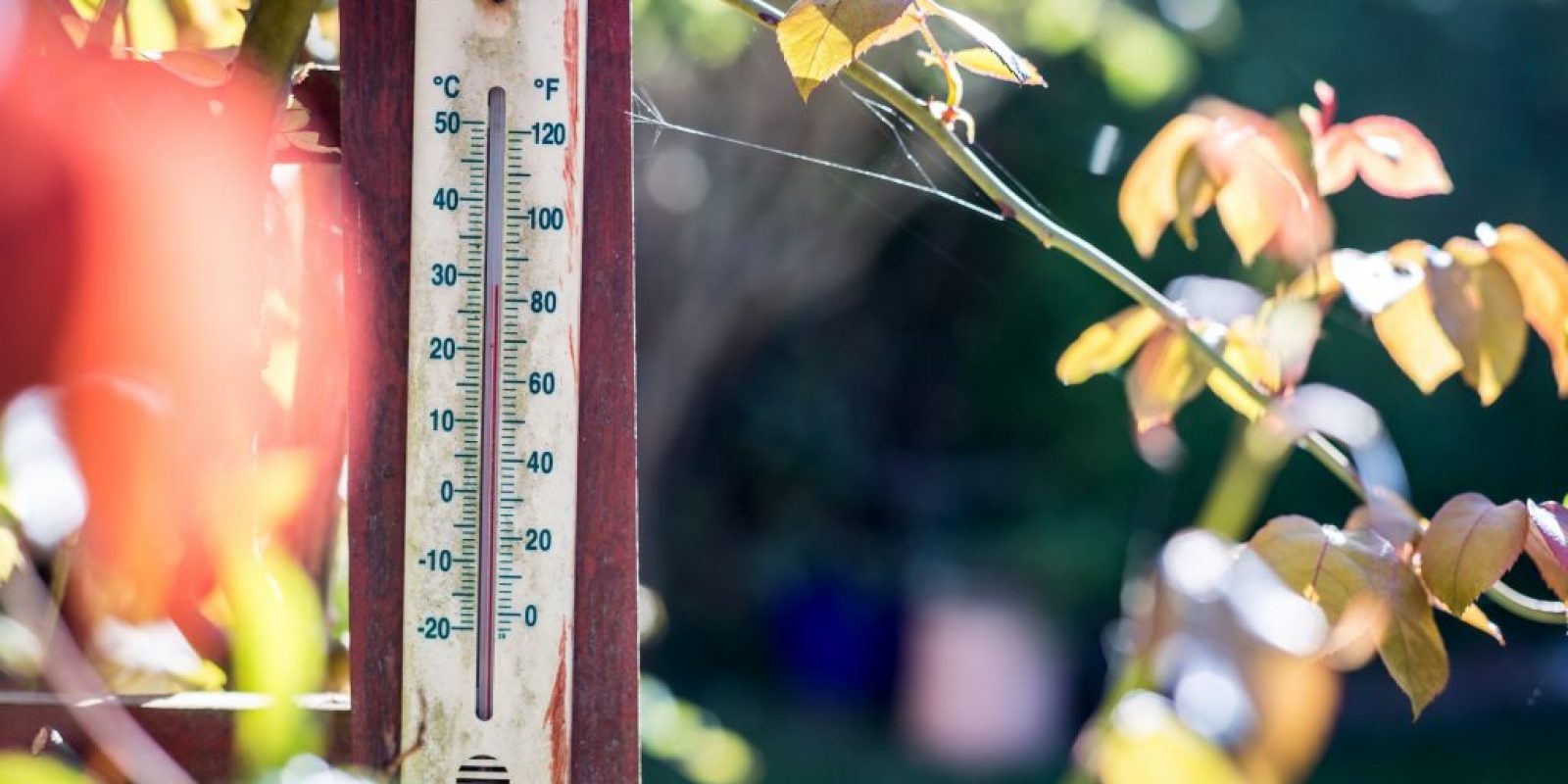 Gärtnern im Klimawandel