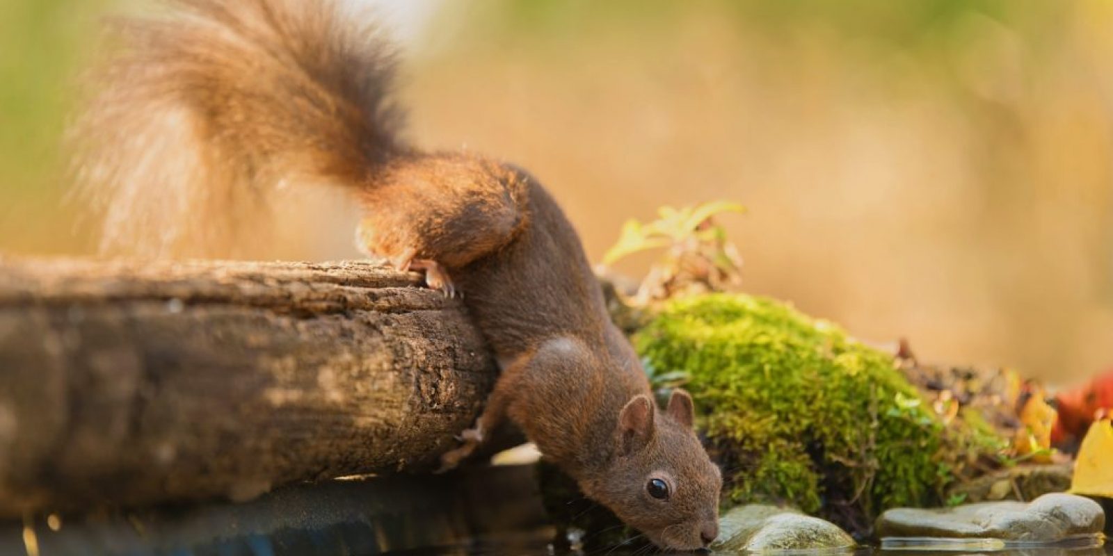 Garten für Wildtiere gestalten