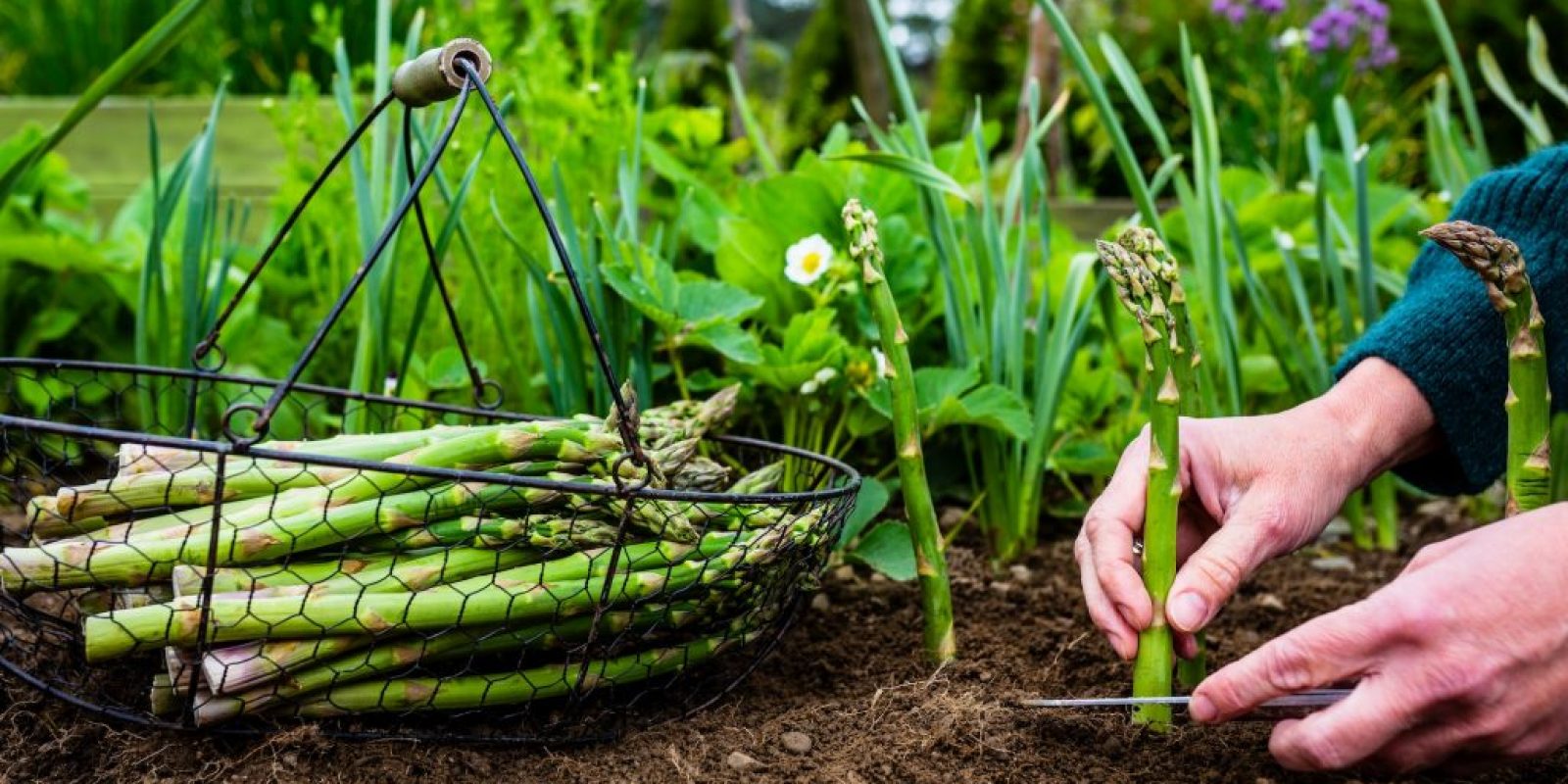 Grüner Spargel Anbau