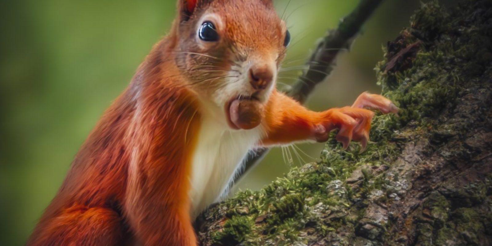 Haselnussbaum im Garten