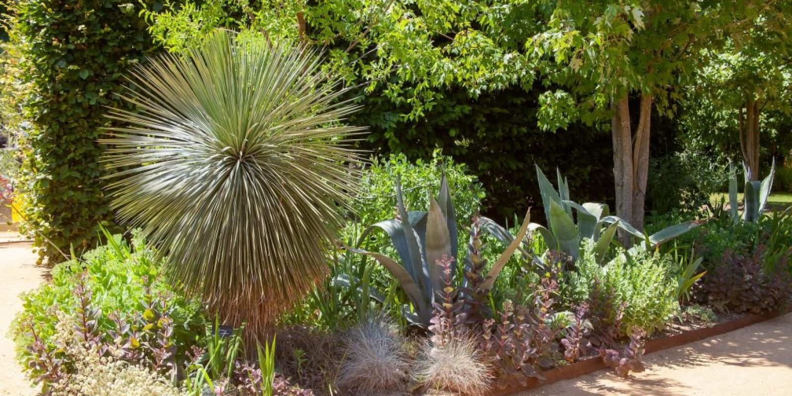 Mediterrane Pflanzen