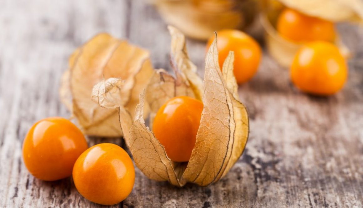 Physalis anbauen