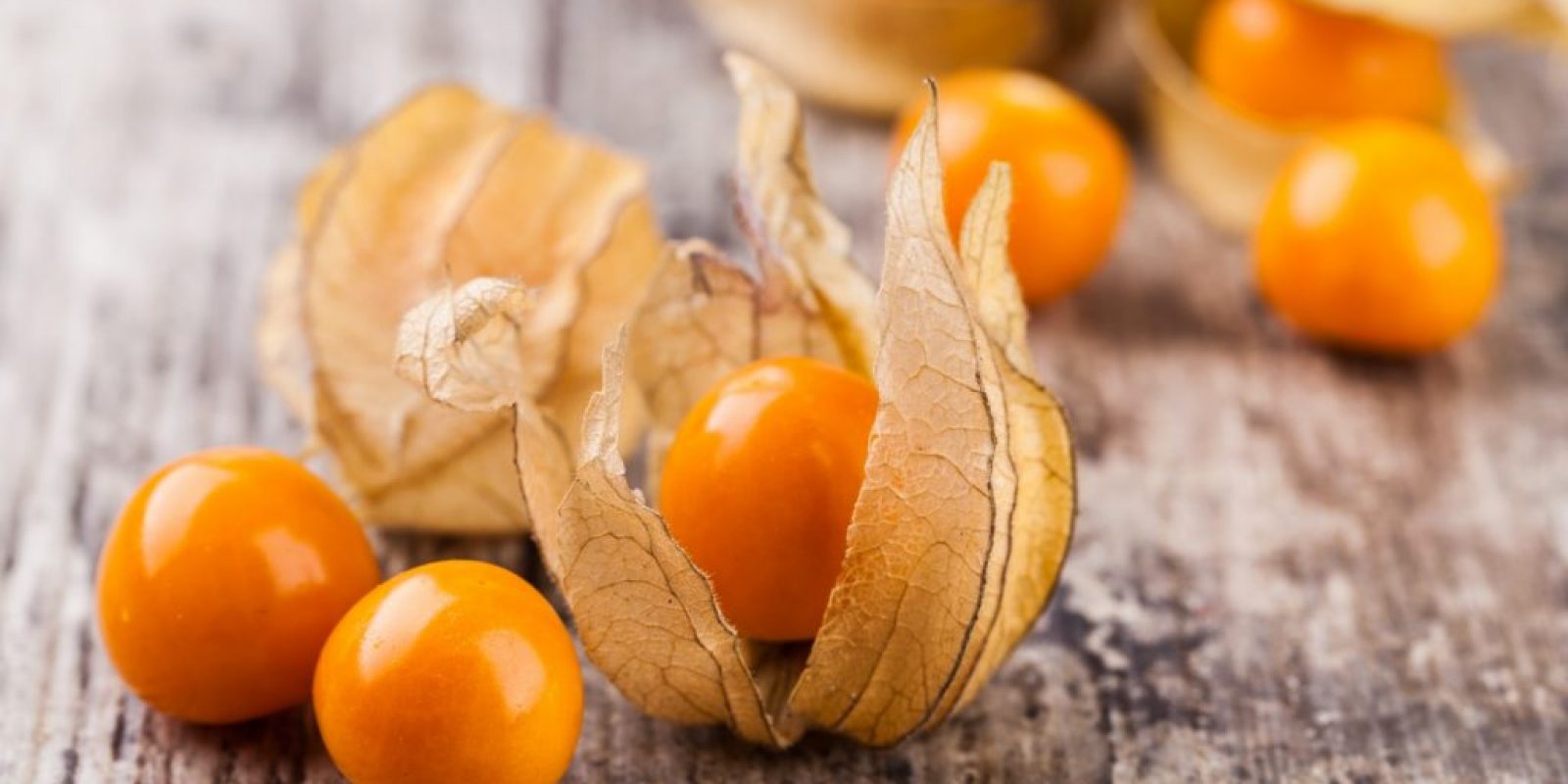 Physalis anbauen