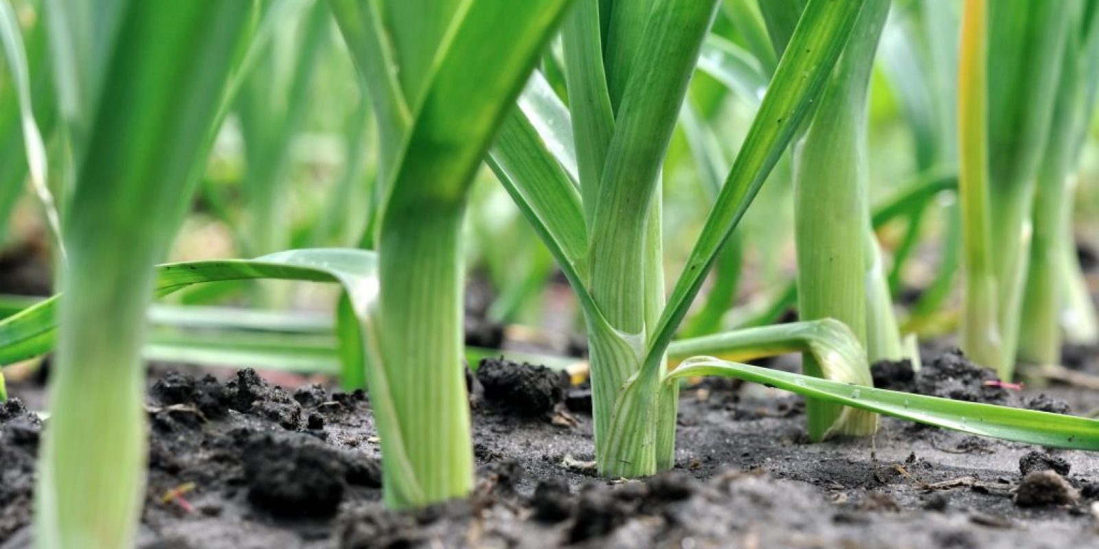 Porree Anbau