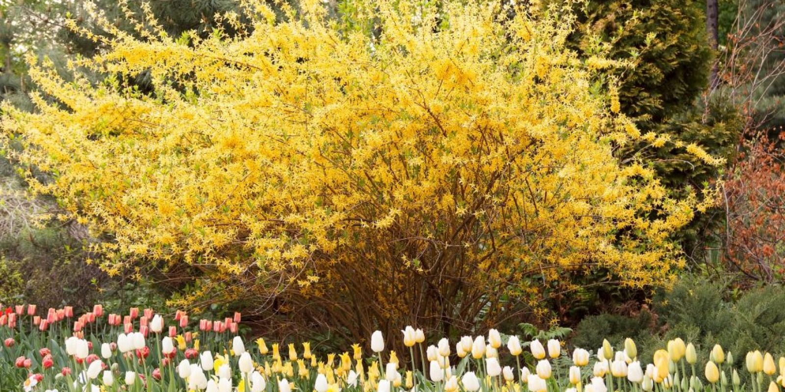 Schnell wachsende Sträucher für deinen Garten