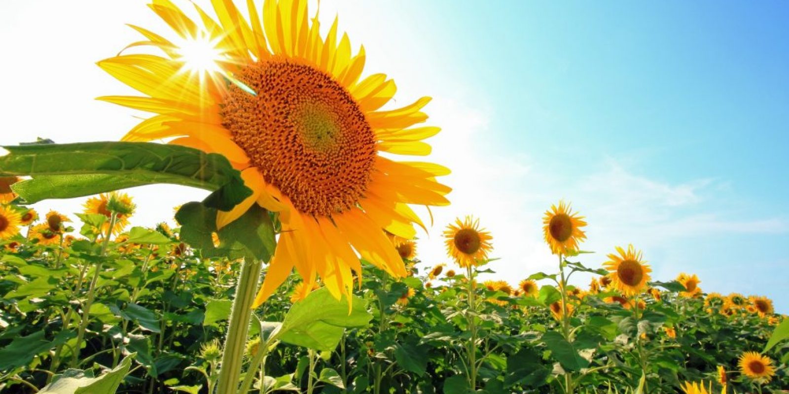 Sommerblumen aussähen