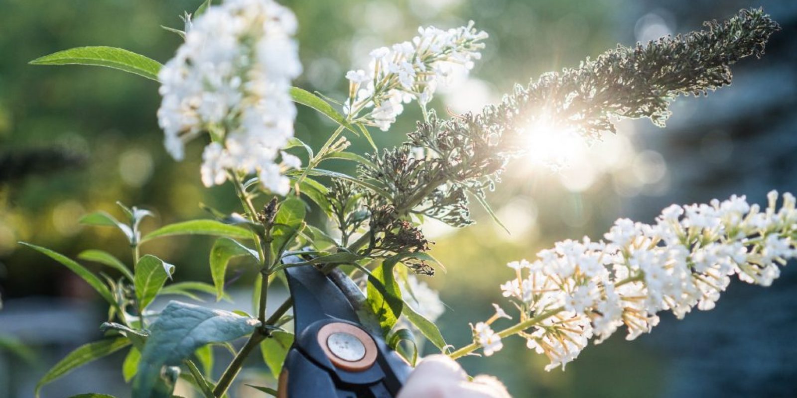 Sommerflieder wie schneiden
