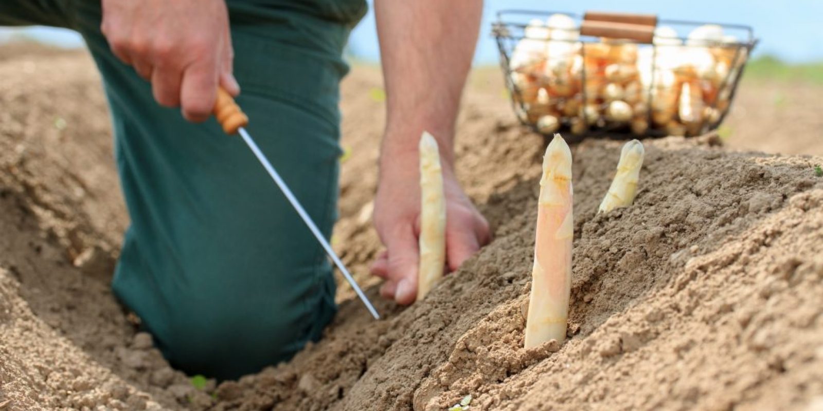 Spargelsaison vorzeitige Beendigung
