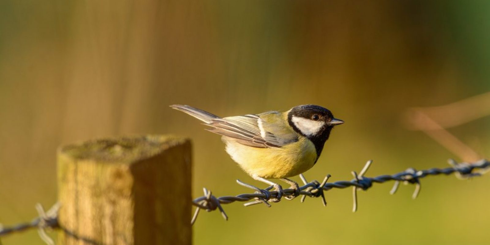 Stunde der Gartenvögel