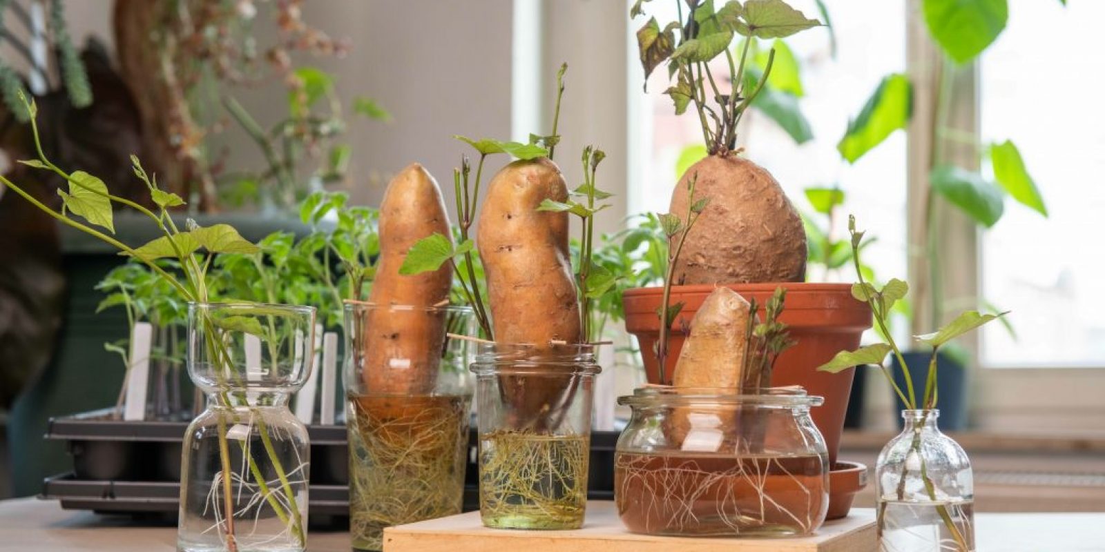 Süßkartoffel Anbau