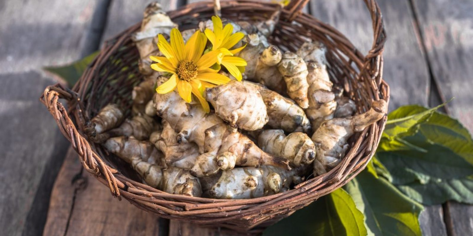 Topinambur im Garten