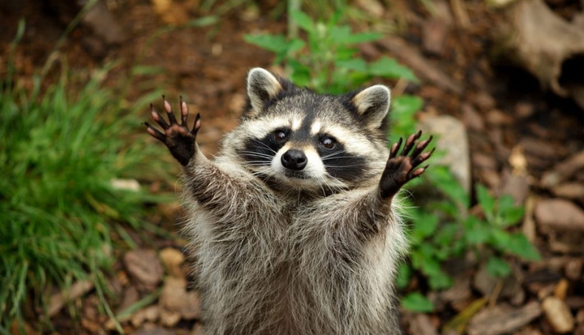 Waschbären gefährden einheimische Tiere