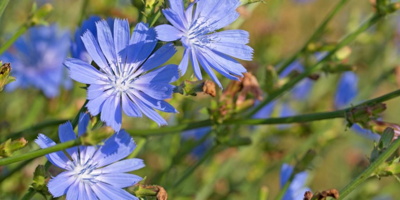 Wegwarte in der Küche