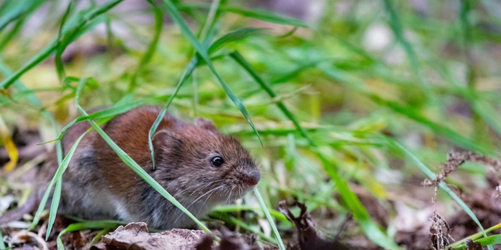 Wühlmäuse Bekämpfung