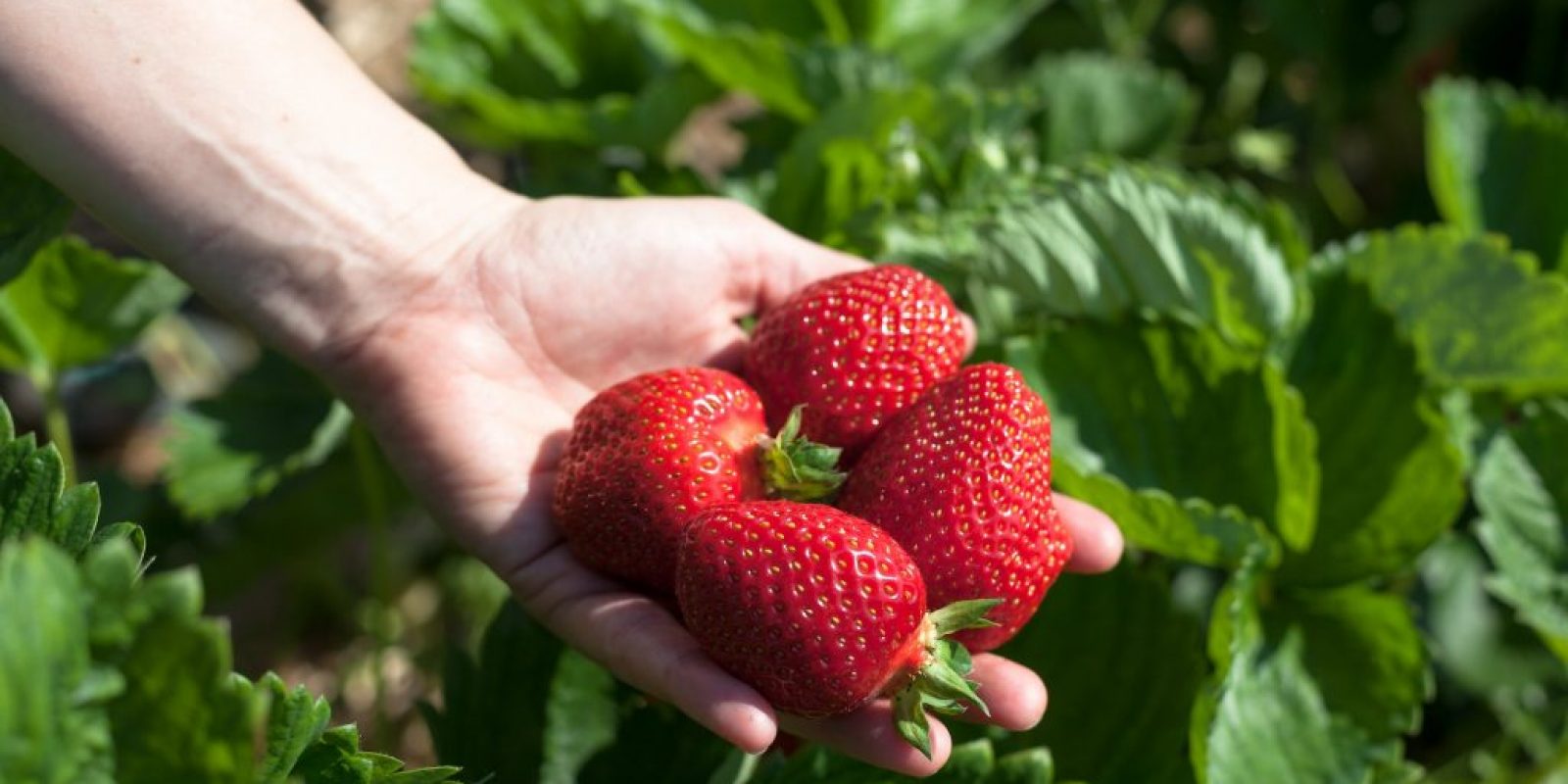 Erdbeeren Anbau biologische Schädlingsbekämpfung