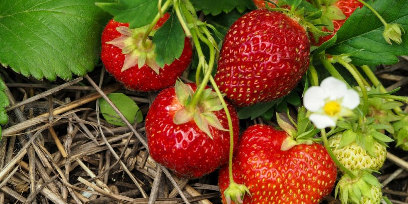 Erdbeerpflanzen Pflege und Düngung