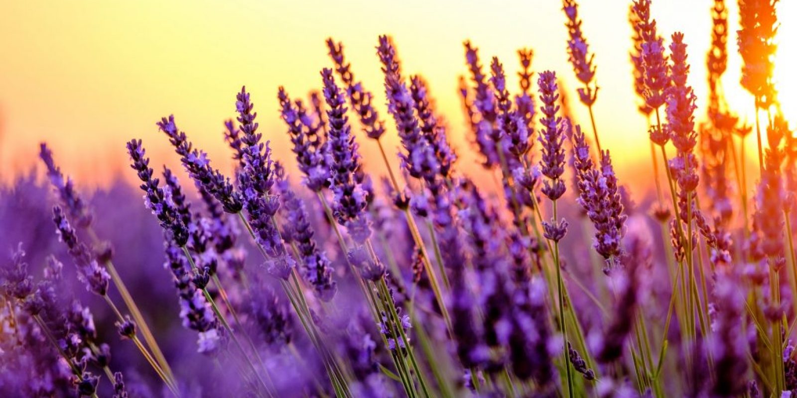 Essbare Blumen Backrezepte